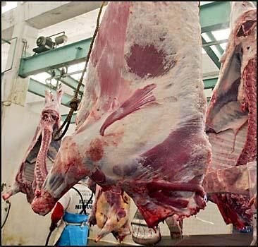 Украина не может продать отечественное мясо - 20070411204955472_1