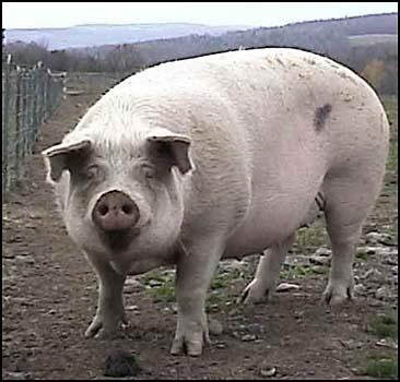 В Колу попали свиные экскременты - 20070421222511918_1