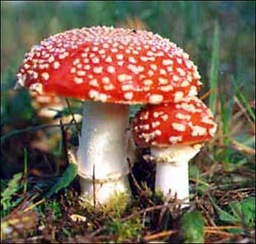 Украинцы умирают от дикорастущих грибов - 20071106185732656_1