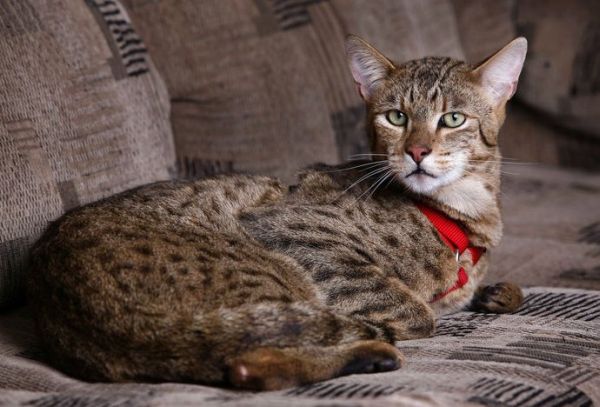 Кошка-леопард Ашера - 20071206201856994_1