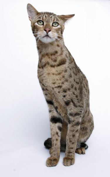 Кошка-леопард Ашера - 20071206201856994_2