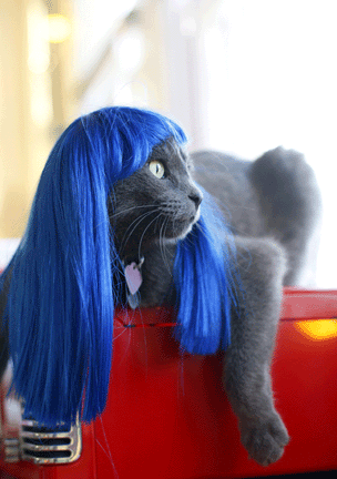 Парики для кошек Kitty Wigs - 20071213214401104_1