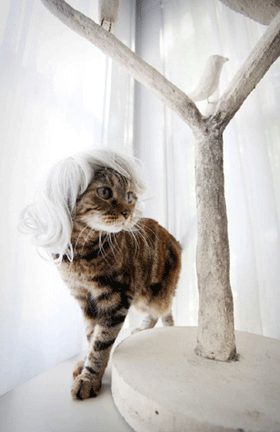 Парики для кошек Kitty Wigs - 20071213214401104_2