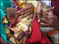 "Свадьбу" обезьян в Индии посетили тысячи  - 20080226172827180_1