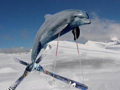 Дельфин лидирует в голосовании за символ Олимпиады - 20080303155828526_1