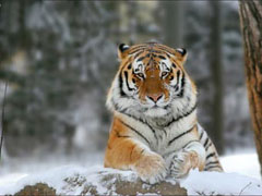 Амурские тигры стали каннибалами - 20080309113331986_1