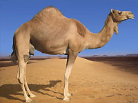 В ОАЭ стартует конкурс красоты среди верблюдов - 20080331170941115_1