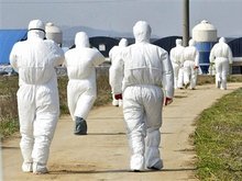 Японским сотрудникам сделают прививки от птичьего гриппа - 20080417105343496_1