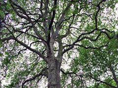 Самое дорогое дерево в Британии оценили в $1,5 млн - 2008042310582948_1
