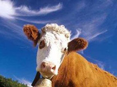 Эстонские крестьяне будут платить налог на коровьи газы - 20080508111548747_1