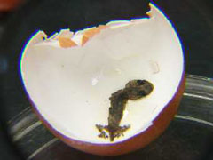 В курином яйце нашли геккона - 20080519170409749_1