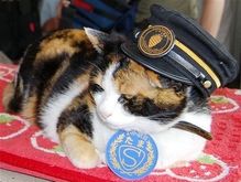 В Японии кошка увеличила доходы железной дороги  - 20080528102439475_1