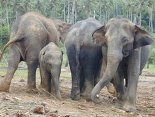 Украинские зоологи отправились на Шри-Ланку спасать слонов    - 20080530092430853_1