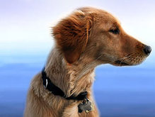 В Сети стартовал аукцион по клонированию собак   - 20080618150416490_1