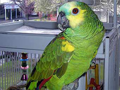 Власти шведского городка посадили попугая под домашний арест - 20080629221545531_1