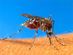 Китаец заработал на убитых комарах около $10 тыс - 20080702171616243_1