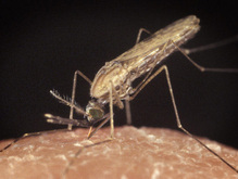 Житель Николаевской области заболел тропической малярие - 20080703181552824_1