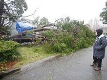 В Житомирской области дерево убило солдата  - 20080918092010521_1