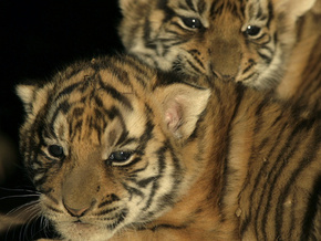 Киевский зоопарк впервые покажет тигрят Кильчицкой  - 20081107094014302_1