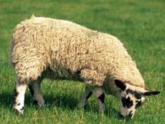 Британия приглашает на ПМЖ специалистов по стрижке овец - 20081113145356907_1