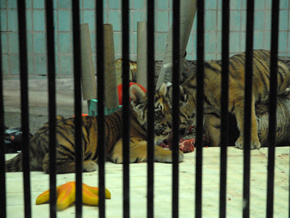 В Киевском зоопарке открыли детский сад для тигрят - 20081117100709173_1