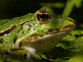 Ядовитые жабы стали причиной гибели австралийских крокодилов  - 20081120094157586_1