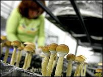 В Голландии запретили "волшебные грибы" - 20081201161906894_1