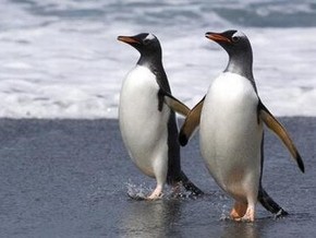 В китайском зоопарке пингвины- геи стали суррогатными отцами - 20081218221524571_1