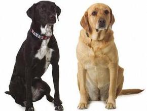 Исследования показали, что собаки умеют завидовать - issled-pokazalo-chto-sobaki-zavidyut_1