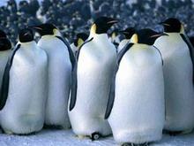 Из-за утечки нефти погибли тысячи пингвинов - posle-yte4ki-nefti-pogibli-tusja4i-pingv_1
