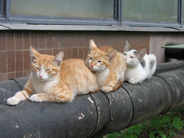 Три кота на трубе - tri-kota-na-trube_1