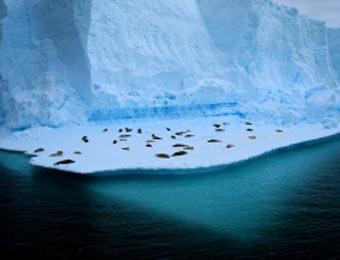 В Антарктиде обнаружены неизвестные обитатели - v-antarktide-obnar_1