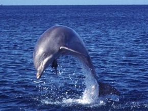 Запретили охоту на дельфинов - zapretili-oxoty-na-delfinov_1